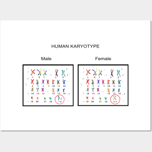 Human karyotype Posters and Art